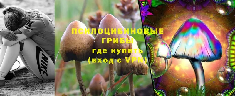 блэк спрут   Ершов  Псилоцибиновые грибы Psilocybine cubensis  магазин продажи  